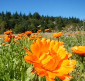 field of calendula